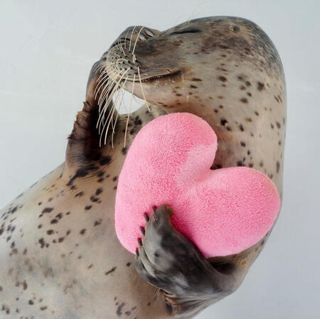 real life seal looking shy and holding a heart pillow